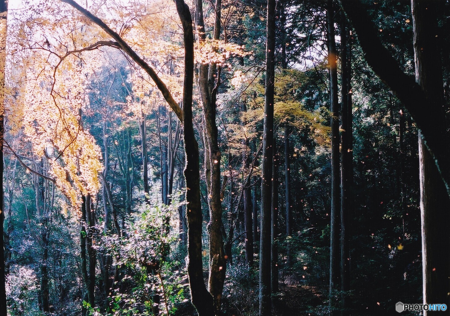 秋の高山寺　⑧