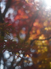 Leica Summitar 5cmで紅葉を撮る-③