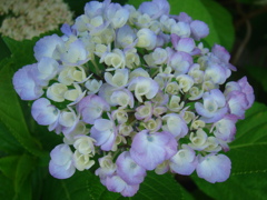 そろそろこの花の季節です　⑦