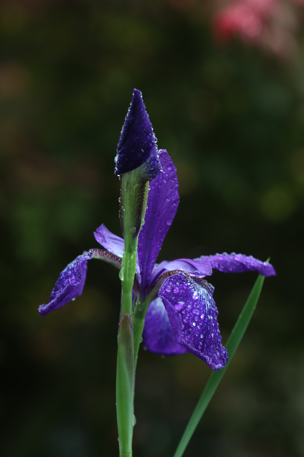 雨の似合う花　➃　