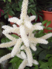 お花がいっぱい！ 200506-➄