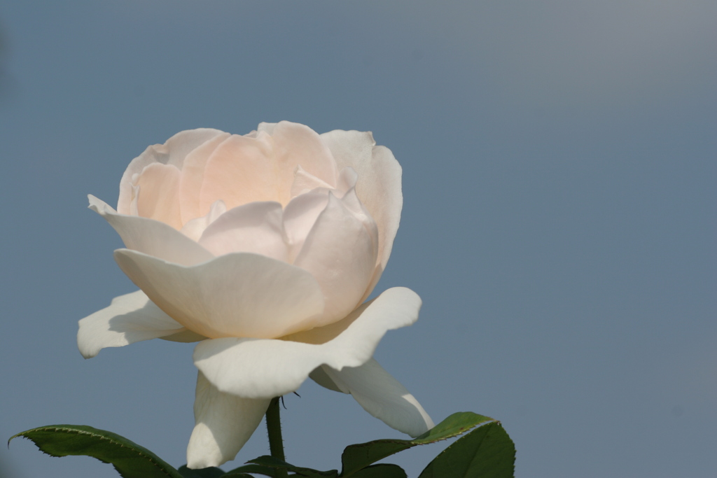 静岡県富士市・広見公園の秋薔薇-②