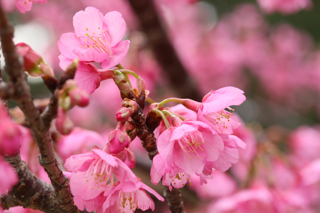 土肥桜 2019-③