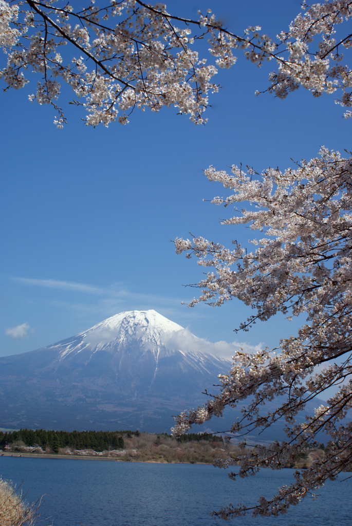 満開の桜と富士山③