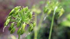 助けた亀等（カメラ）に連れられて-⑧