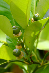 今日のお散歩の友は 200520補遺-②