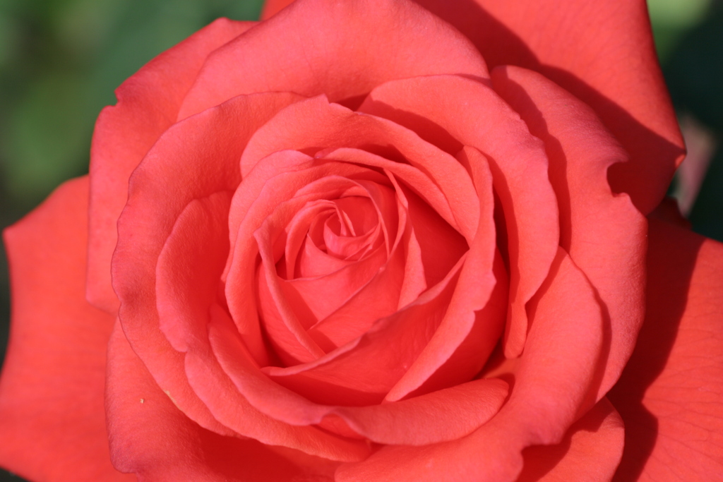 静岡県富士市・広見公園の秋薔薇-⑦