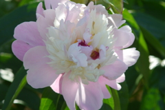 カビのあるズームレンズでお花を撮る ③