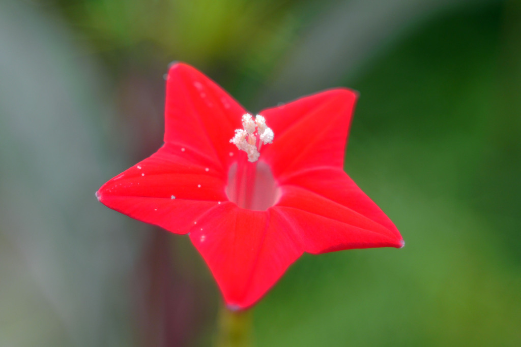 Voightländer Skoparex f=3.4 35mmでお花を撮る-⑩