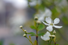 茶花二題・利休梅