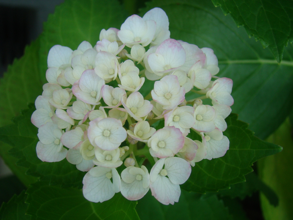 そろそろこの花の季節です　⑨