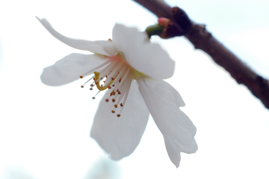 滅茶苦茶近寄れる広角レンズ-➆