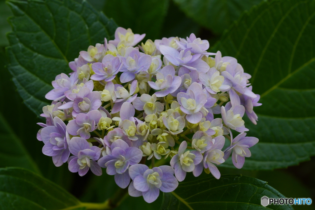 パステルカラーの紫陽花