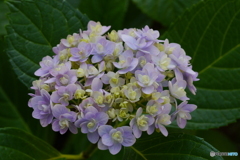 パステルカラーの紫陽花