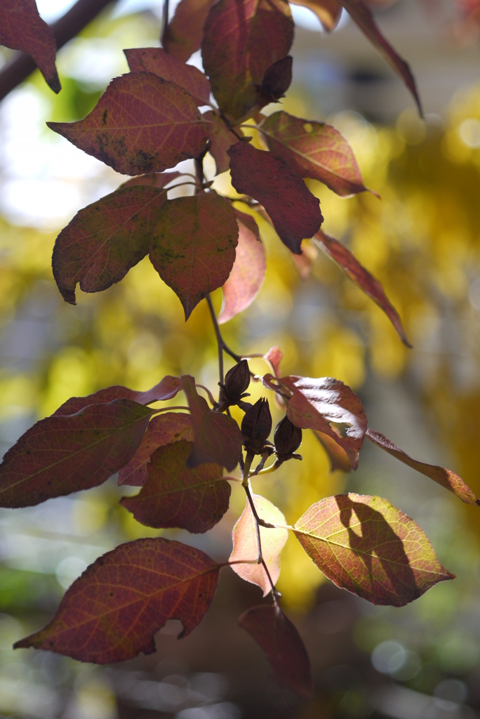 庭の紅葉・2011年-⑧