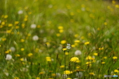 幻想の蝶（メルヘンの世界）
