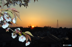 暮色我が街山桜-①