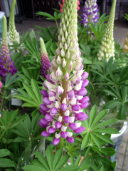 お花がいっぱい！ 200430-①