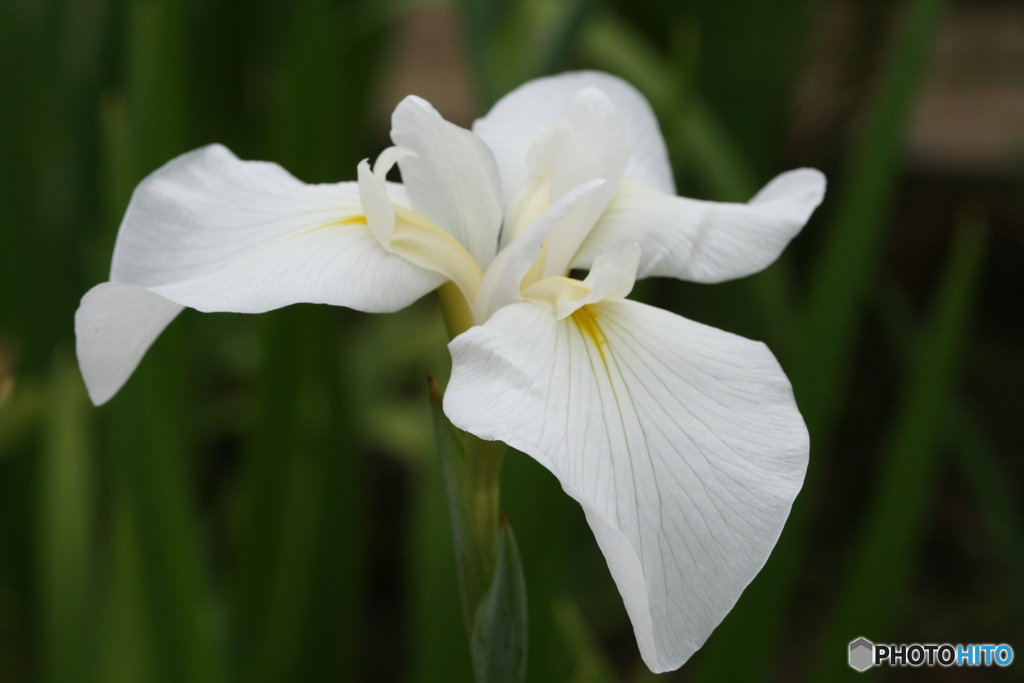静岡市城北浄化センターの花菖蒲 2010-①