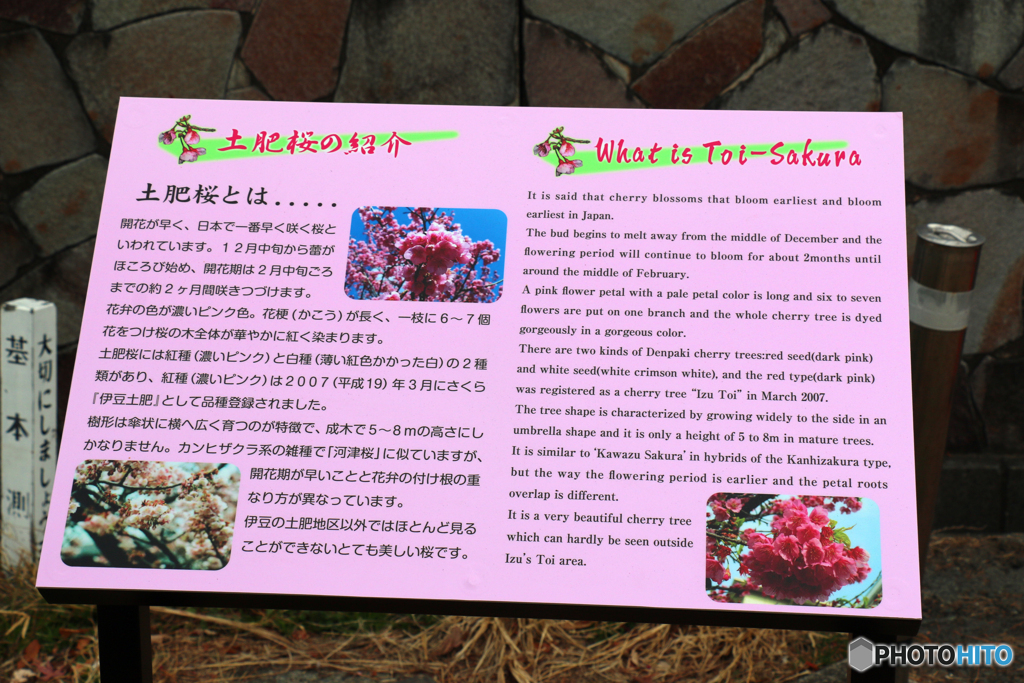 西伊豆巡りシリーズ1-①