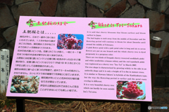 西伊豆巡りシリーズ1-①