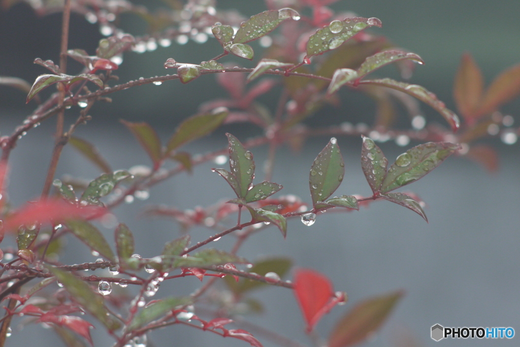 雨上がりの朝　庭で・・・④