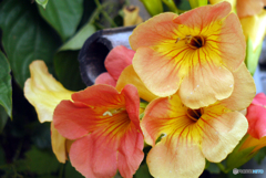 Carl Zeiss Triotar 135mm f4①