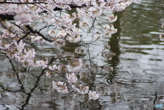 三嶋大社へ雨中の参拝　⑬