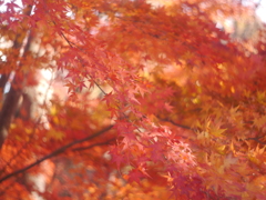 小諸・懐古園の紅葉2018年-➅