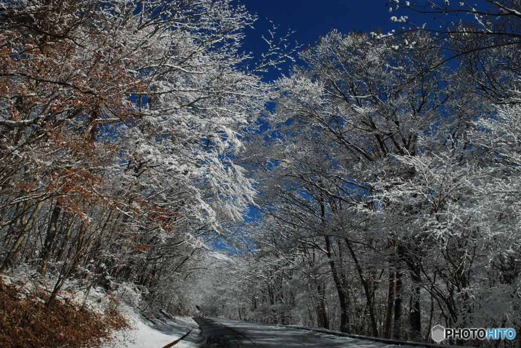 雪の翌朝(3)