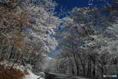 雪の翌朝(3)