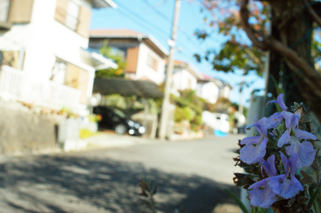 広角レンズとしてのSigma Super-Wide IIの実力-➅