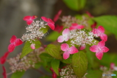 天神原植物園にて⑨