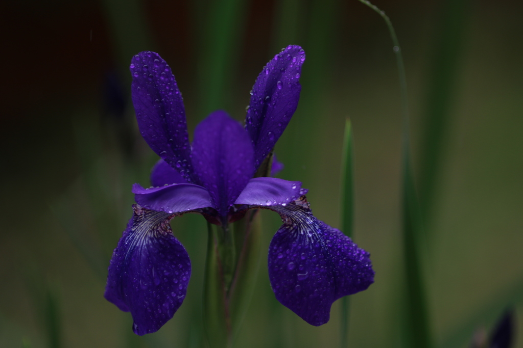 雨の似合う花　⑥