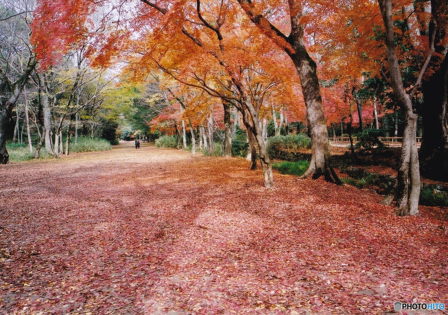 糺の森 ⑫