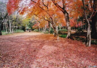 糺の森 ⑫