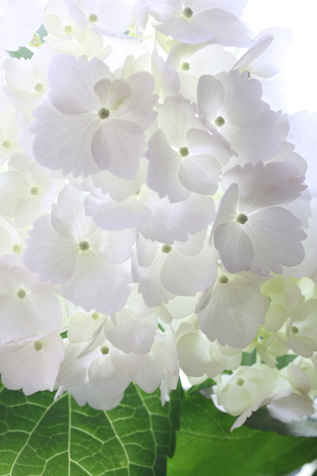 紫陽花スタジオ撮影2020-②