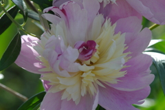 カビのあるズームレンズでお花を撮る ④