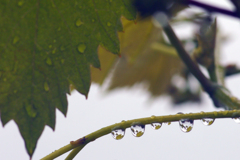 今日のお散歩の友は 200519-⑨