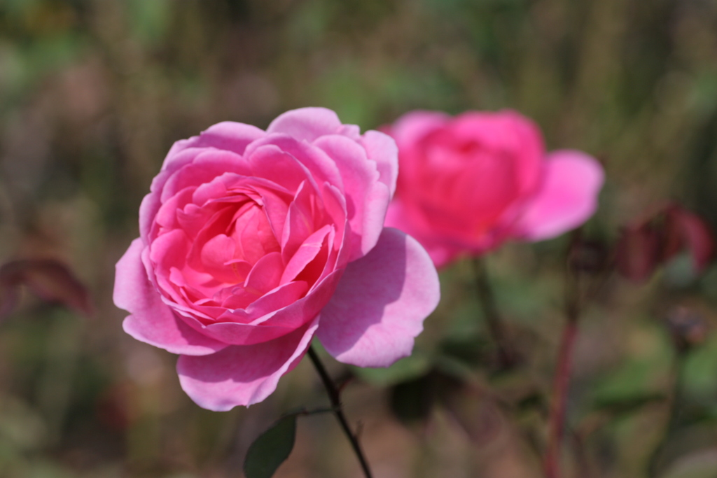 静岡県富士市・広見公園の秋薔薇-①