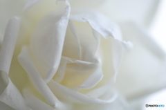 白の世界（薔薇）