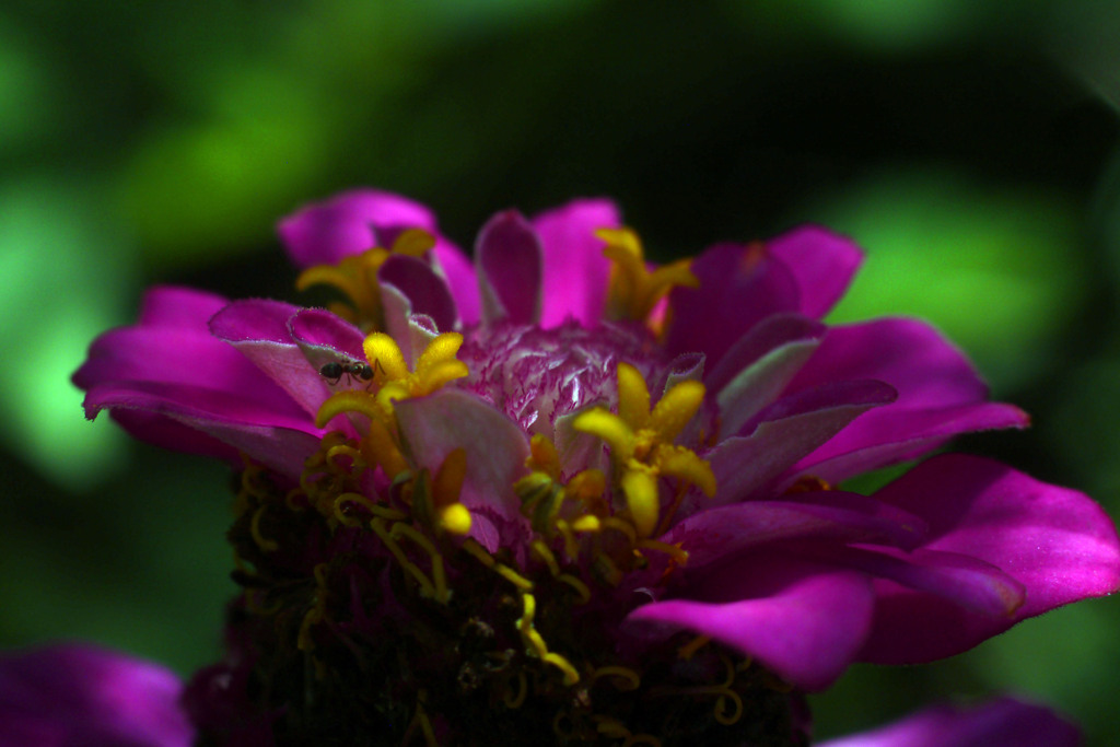 Voightländer Septon f=2.0 50mmでお花を撮る-➃