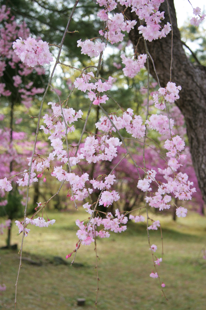 2010年桜旅・吉野山から京都へ-⑥