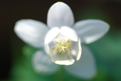 白花深山苧環（シロバナミヤマオダマキ）③