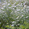 湖畔の秋の植物たち‐③