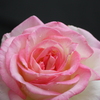 Princesse de Monaco-①