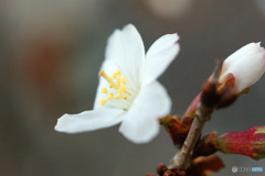 冬桜-③