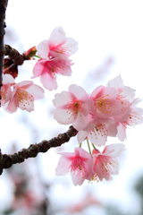 土肥桜 2019-➄