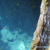 魚影 2013-③