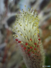 お花がいっぱい！ 200429-①